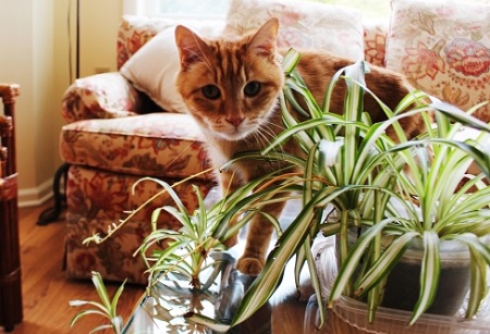 猫がいる部屋に観葉植物を置く場合の注意点